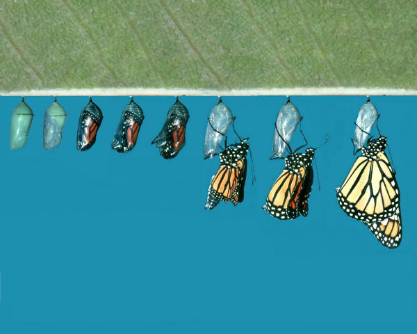 Превращение в бабочку
