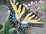 красивые крылья бабочки