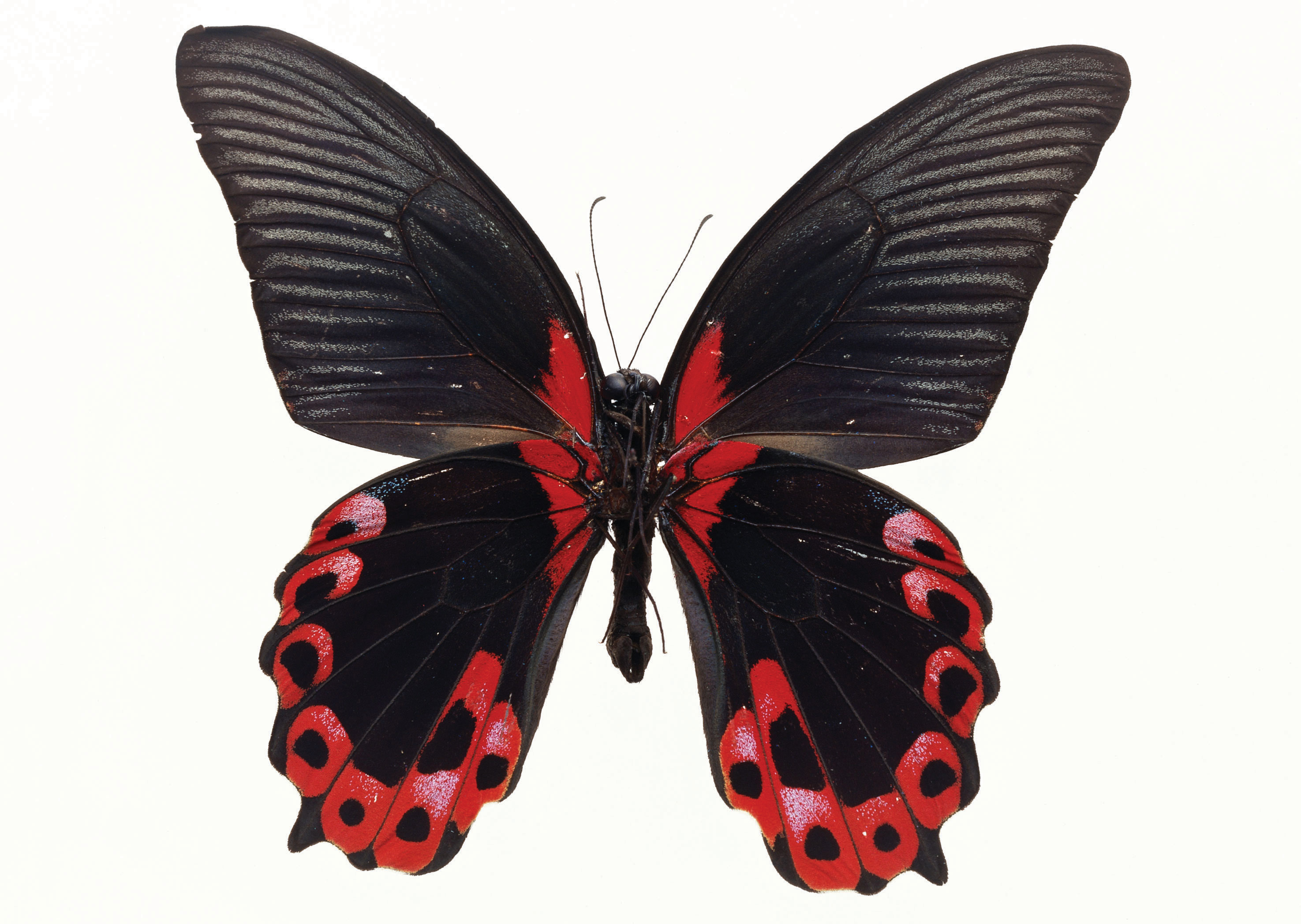 Сложенные крылья бабочки. Бабочка Papilio LOWI (парусник лови). Papilio Rumanzovia. Парусник Румянцева Papilio. Парусник Румянцева бабочка.