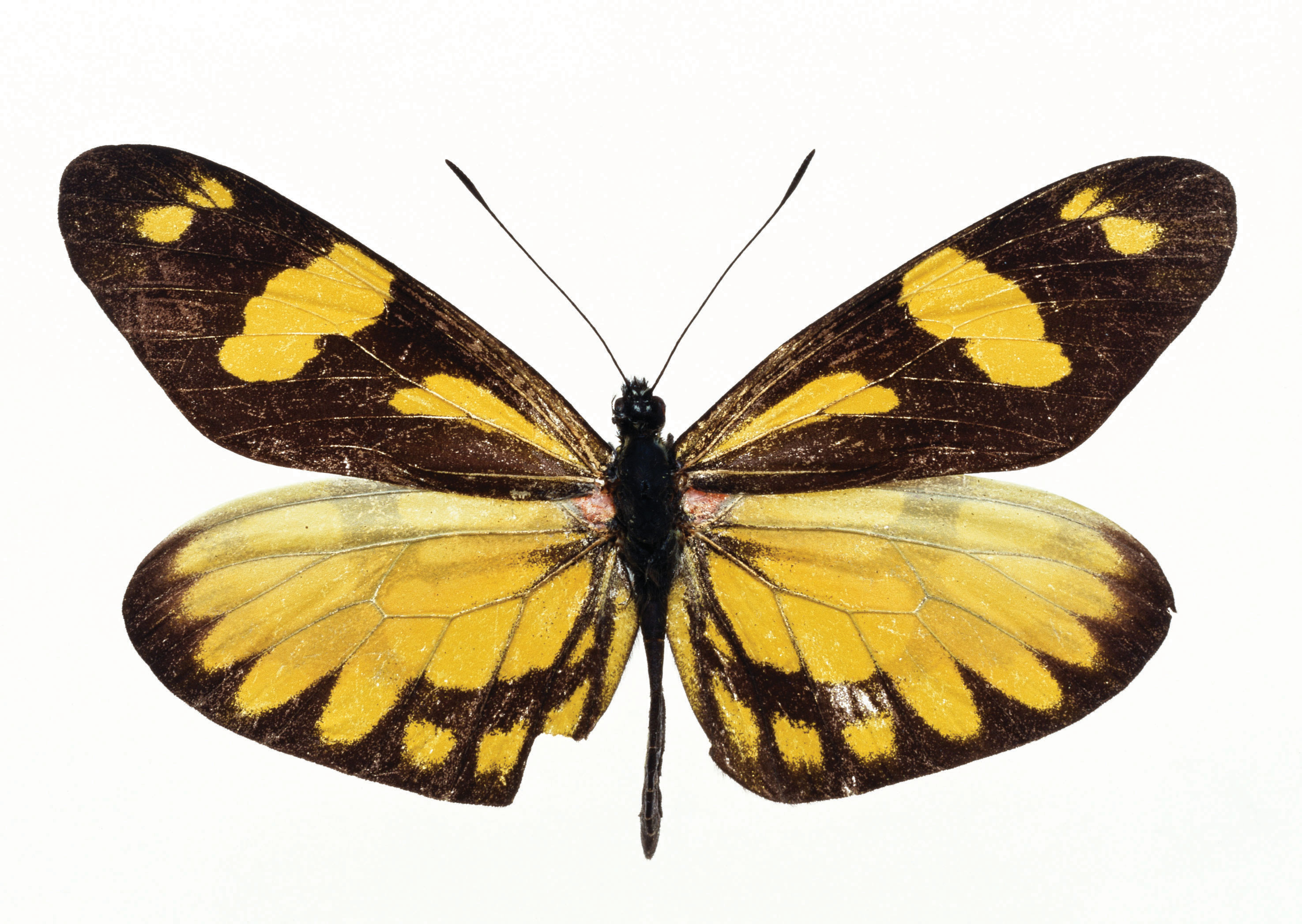 Включи где бабочки. Желтые бабочки Монарх. Желтая бабочка на белом фоне. Желтая бабочка на прозрачном фоне. Бабочка PNG.